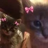 Стикер 2 Лесюшка #girl #status #style
