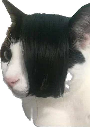 🐱 Стикер «Скачать учебник алгебра 7 класс» для Telegram