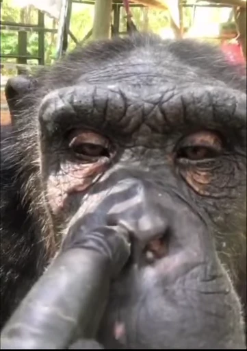 🐒 Стикер «Uh Oh» для Telegram