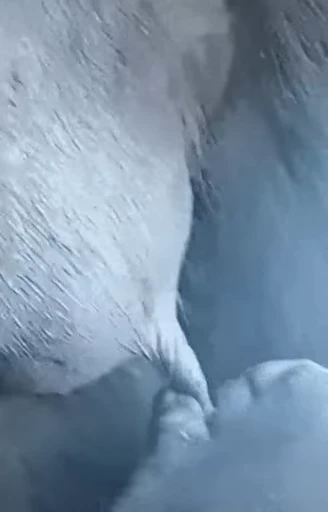 😏 Стикер «Uh Oh» для Telegram