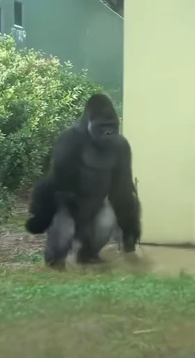 🦍 Стикер «Uh Oh 2» для Telegram