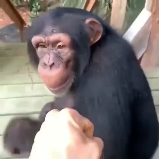 🐵 Стикер «Uh Oh 2» для Telegram
