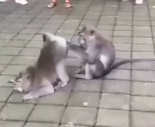 🐵 Стикер «Uh Oh 2» для Telegram