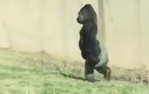 🦍 Стикер «Uh Oh 2» для Telegram