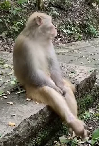 🐵 Стикер «Uh Oh 2» для Telegram