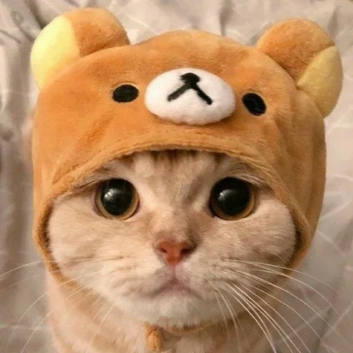🏵 Стикер «memes random» для Telegram