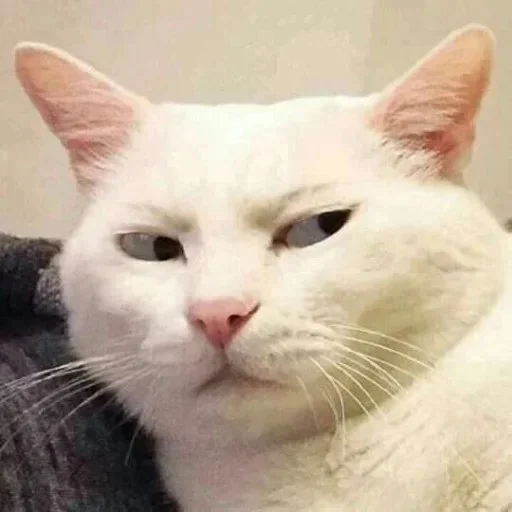 ☹️ Стикер «memes random» для Telegram