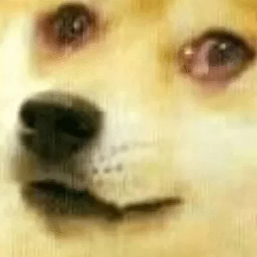 🙁 Стикер «Shiba Memes» для Telegram