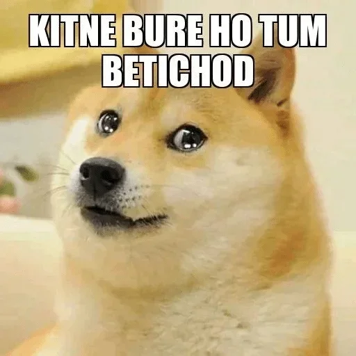 🥺 Стикер «Shiba Memes» для Telegram
