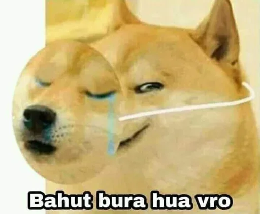 🏵 Стикер «Shiba Memes» для Telegram