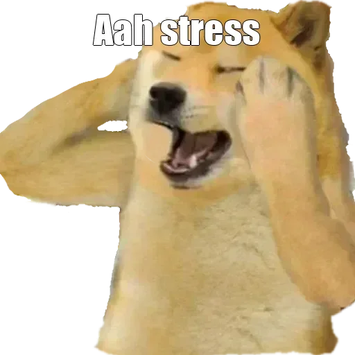 🏵 Стикер «Shiba Memes» для Telegram