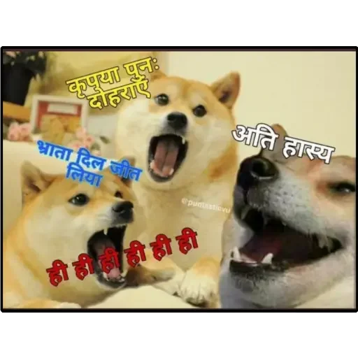 🏵 Стикер «Shiba Memes» для Telegram