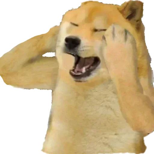 🏵 Стикер «Shiba Memes» для Telegram