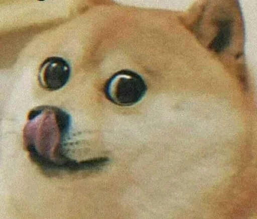 🏵 Стикер «Shiba Memes» для Telegram