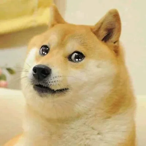 🤔 Стикер «Shiba Memes» для Telegram