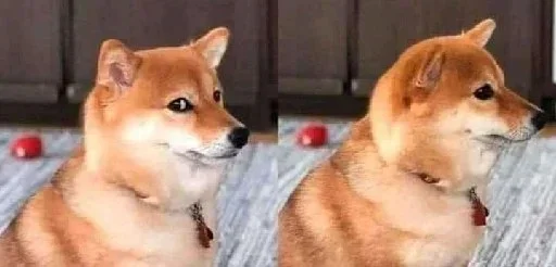 🐶 Стикер «Shiba Memes» для Telegram