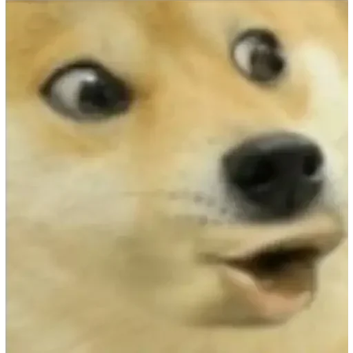 🏵 Стикер «Shiba Memes» для Telegram