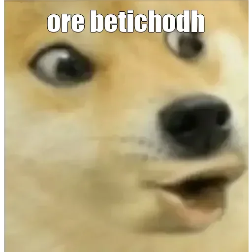 🏵 Стикер «Shiba Memes» для Telegram