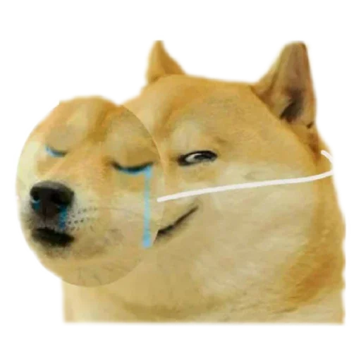 😏 Стикер «Shiba Memes» для Telegram