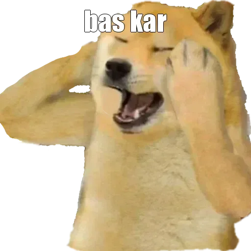 🏵 Стикер «Shiba Memes» для Telegram