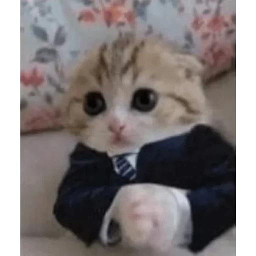 🐱 Стикер «Ultimate Memes Pack» для Telegram