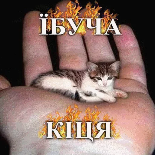 🐱 Стикер «Ultimate Memes Pack» для Telegram