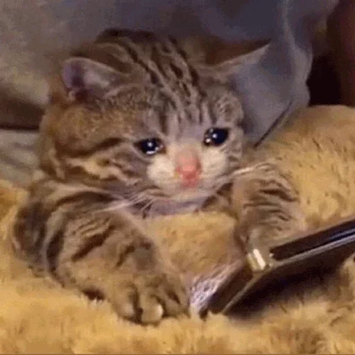 😭 Стикер «Ultimate Memes Pack» для Telegram