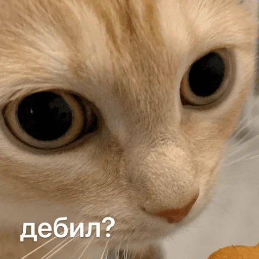 🙄 Стикер «Ultimate Memes Pack» для Telegram