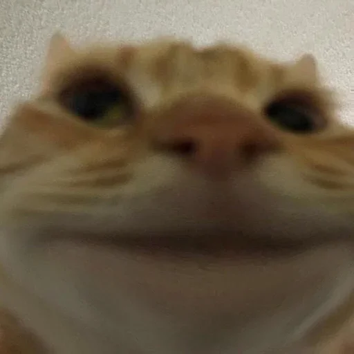 🐱 Стикер «Ultimate Memes Pack» для Telegram