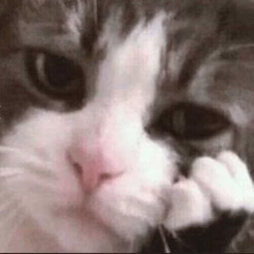 🐱 Стикер «Ultimate Memes Pack» для Telegram