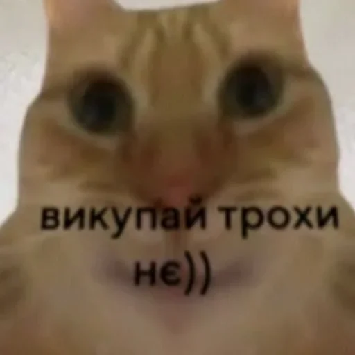 🐱 Стикер «Ultimate Memes Pack» для Telegram