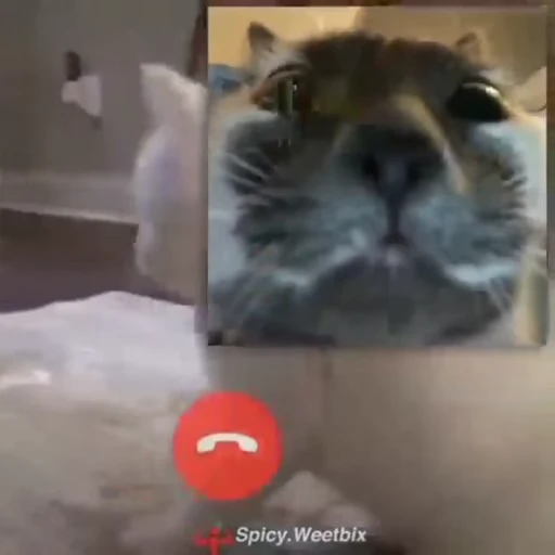 ☎️ Стикер «Ultimate Pe Pa Py» для Telegram