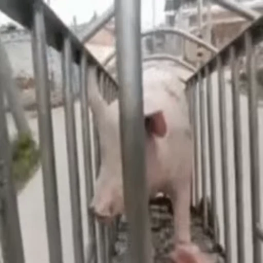 🐖 Стикер «Ultimate Pe Pa Py» для Telegram