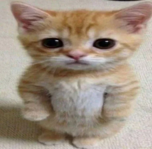 🥺 Стикер «улюблені» для Telegram