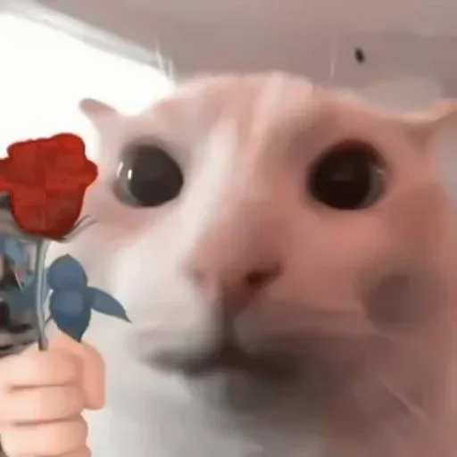 🌹 Стикер «улюблені» для Telegram