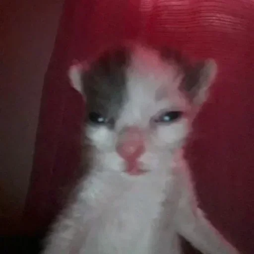 😼 Стикер «улюблені» для Telegram