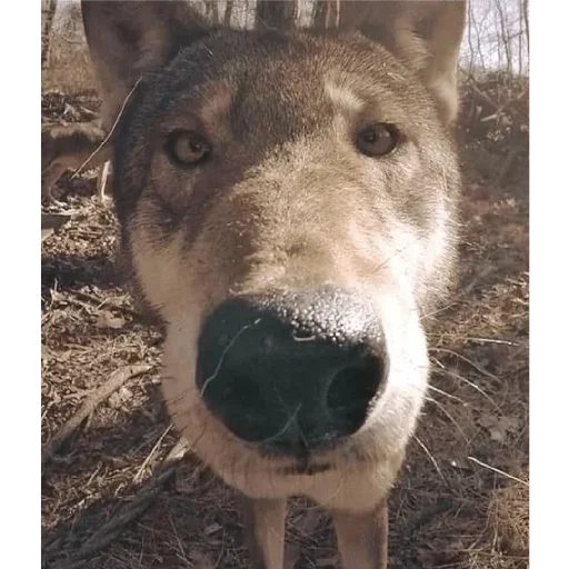 😛 Стикер «улюблені» для Telegram