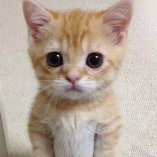 🥺 Стикер «улюблені» для Telegram