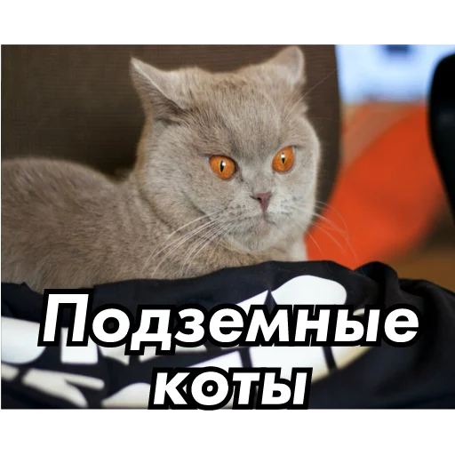 😼 Стикер «underground» для Telegram