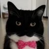 Стикер 11 Uni Cat