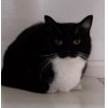 Обложка набора Uni Cat