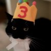 Стикер 21 Uni Cat
