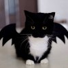 Стикер 12 Uni Cat