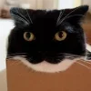 Стикер 14 Uni Cat