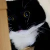 Стикер 13 Uni Cat