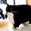 Стикер 18 Uni Cat