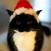 Стикер 20 Uni Cat
