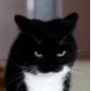 Стикер 2 Uni Cat
