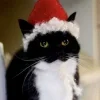 Стикер 17 Uni Cat
