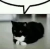 Стикер 4 Uni Cat